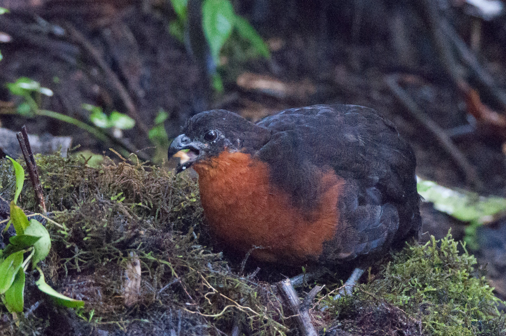 Dark-backed Wood-Quail at Angel Paz